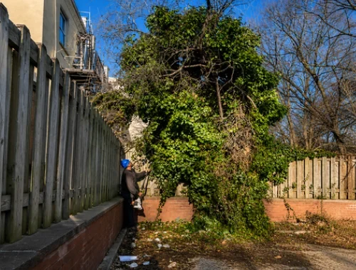 Tree removal and limited landscaping support for property projects